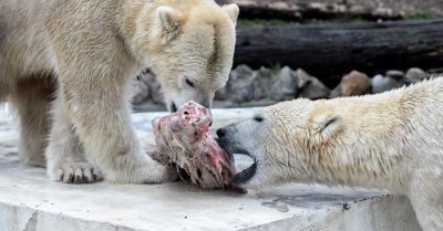 Stołeczne niedźwiedzie polarne wyjeżdżają do Czech